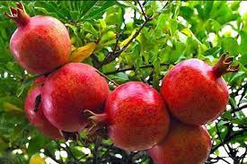 فروش عمده کیسه توری راشل انار ساوه